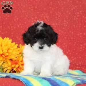 Rodger, Maltipoo Puppy